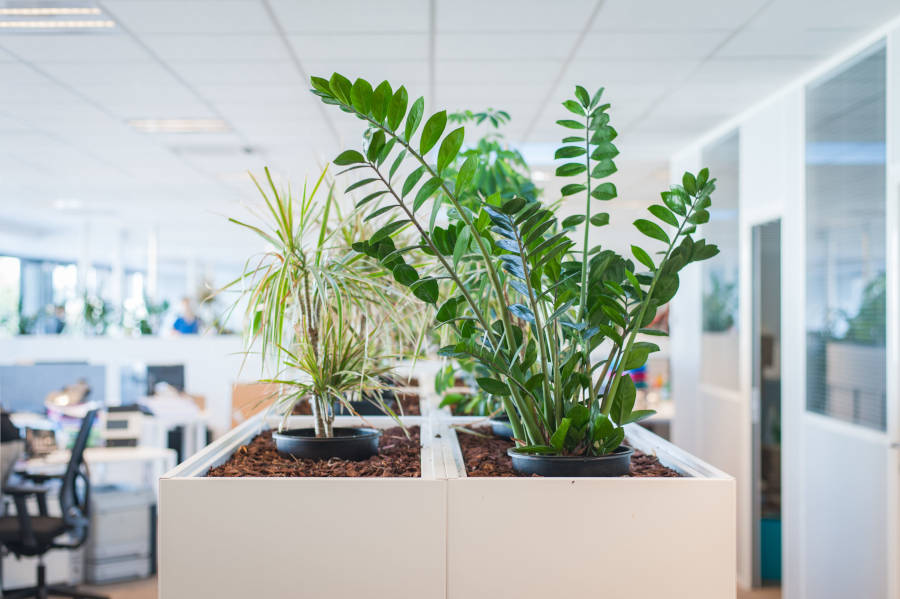 Transformez votre espace de travail avec l'armoire à plantes Top de Spark Office. Pratique et élégante, elle vous permet d'intégrer facilement une touche de verdure tout en optimisant l'espace.